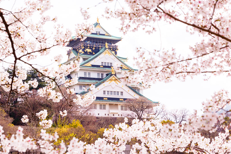 japan cherry blossom osaka castle