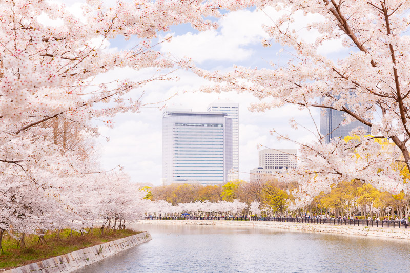 japan cherry blossom osakaj