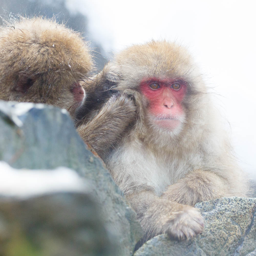 Japan nagano monkey jigokudani