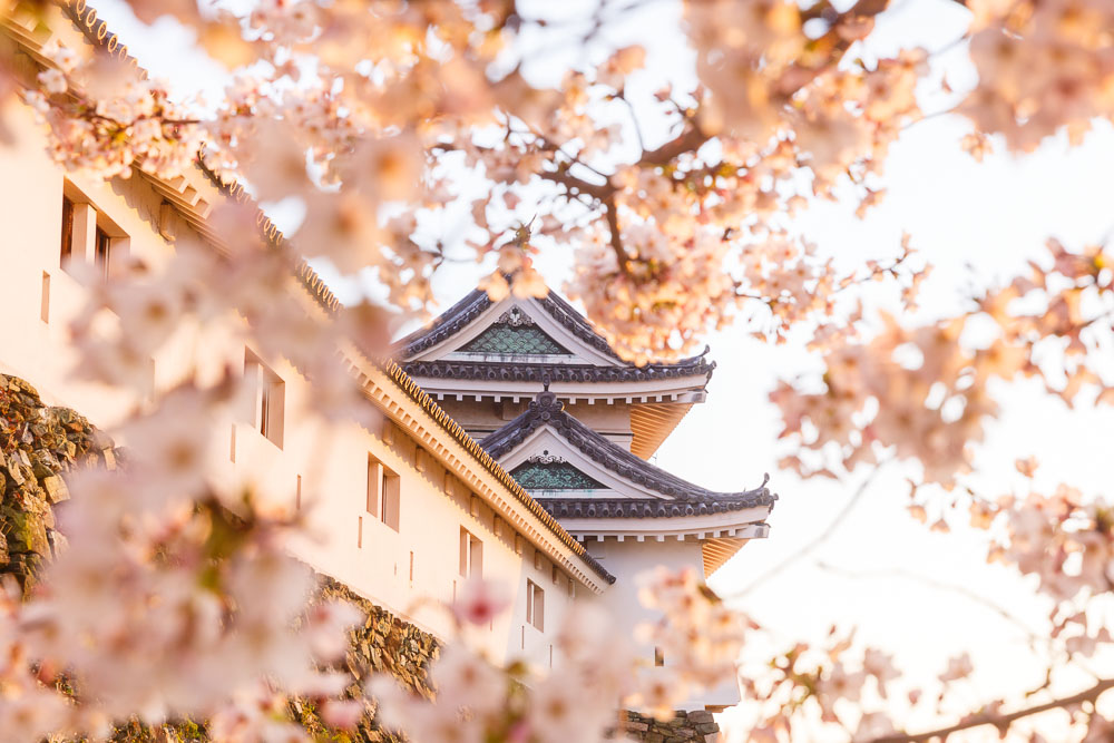 Wakayama spring cherry blossom 11