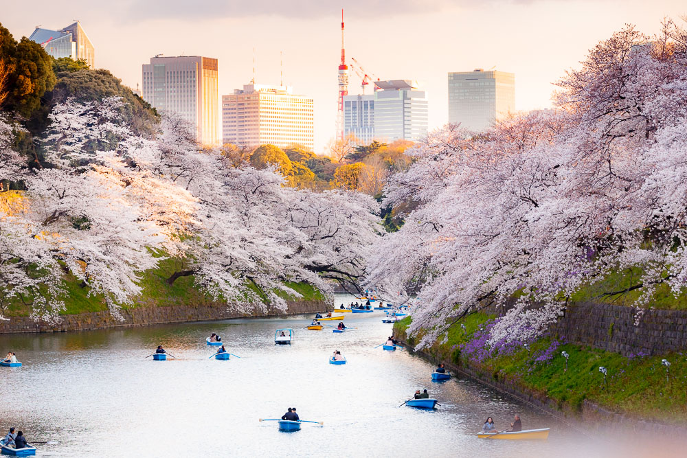 Japan Tokyo Cherry Blossom