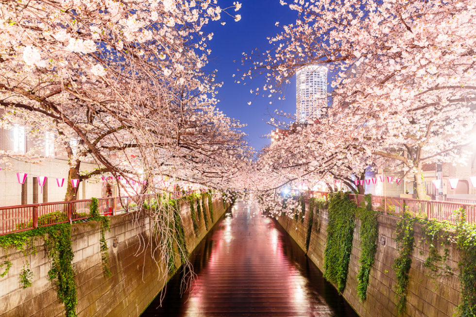 Top 10 photo Spots for Cherry Blossom in Japan - Loic Lagarde