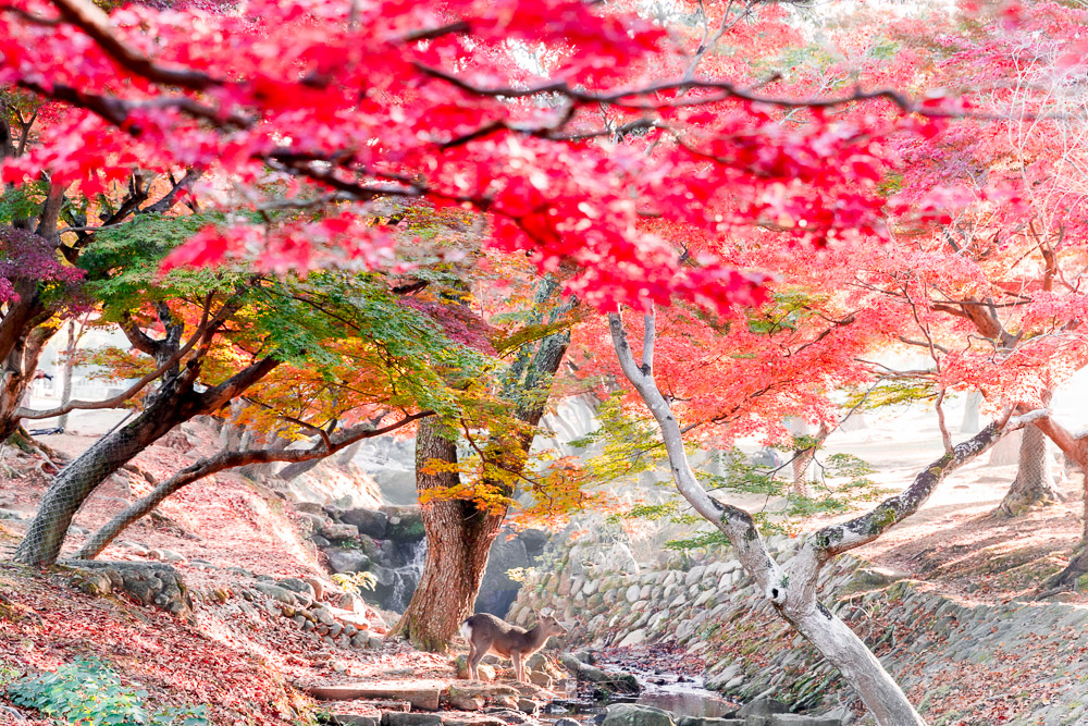 Japan momiji autumn Loic Lagarde Kyoto nara