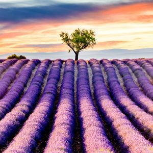 Valensole lavender field