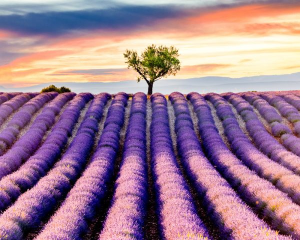 Valensole lavender field