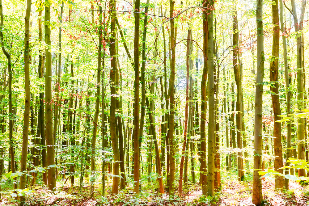 Hainich National Park