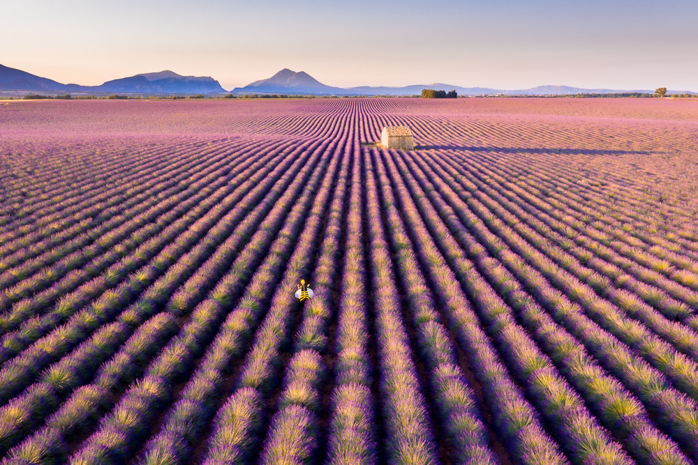 Photograph the Valensole Plateau