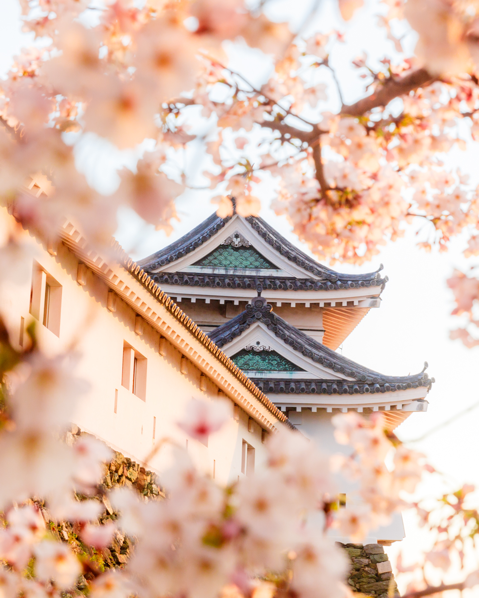 Osaka Castle framed by cherry blossoms in spring, fine art print.