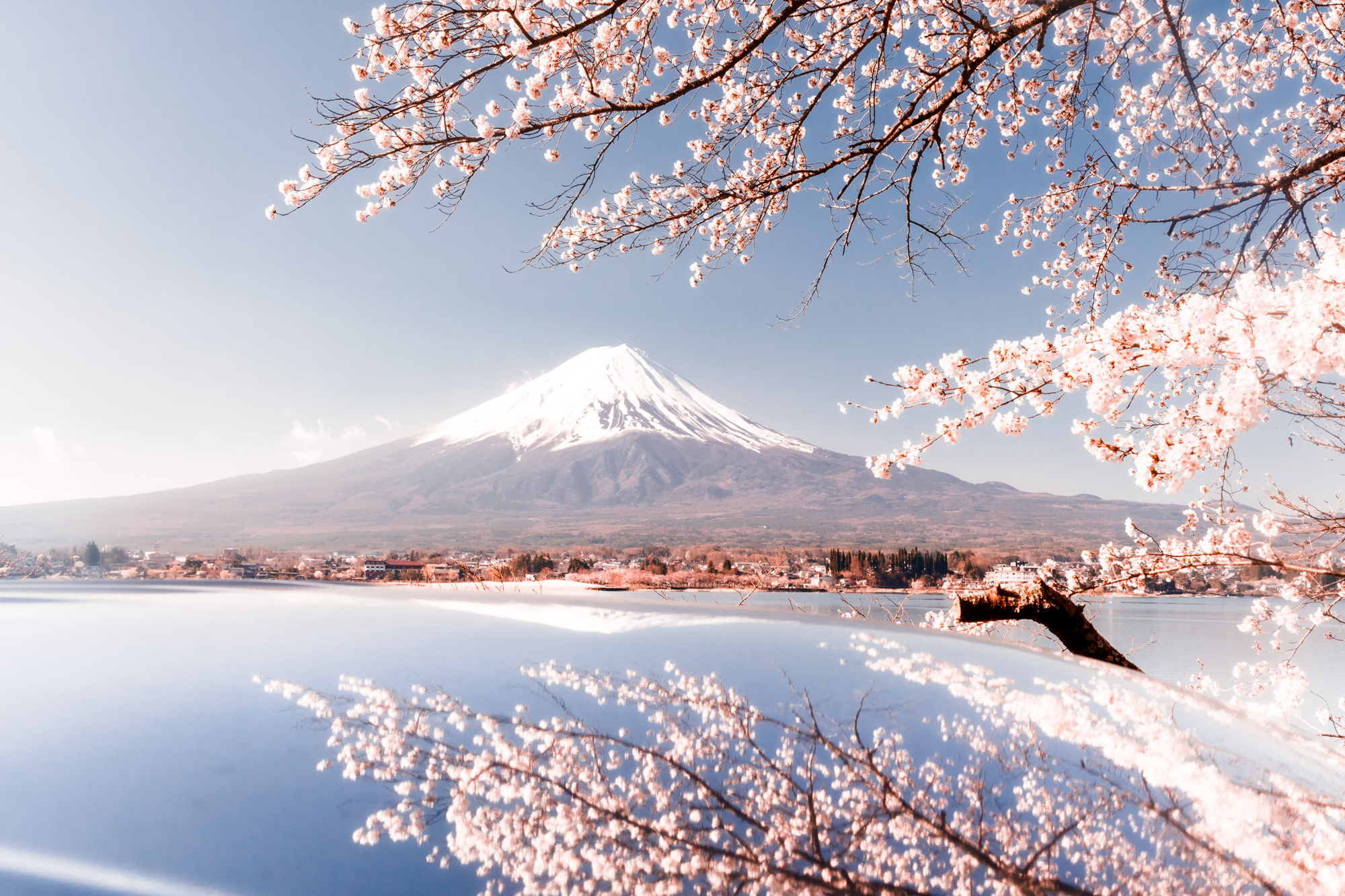 Fine art print of Mount Fuji during sakura season, with cherry blossoms in bloom and their stunning reflection mirrored on the calm waters.