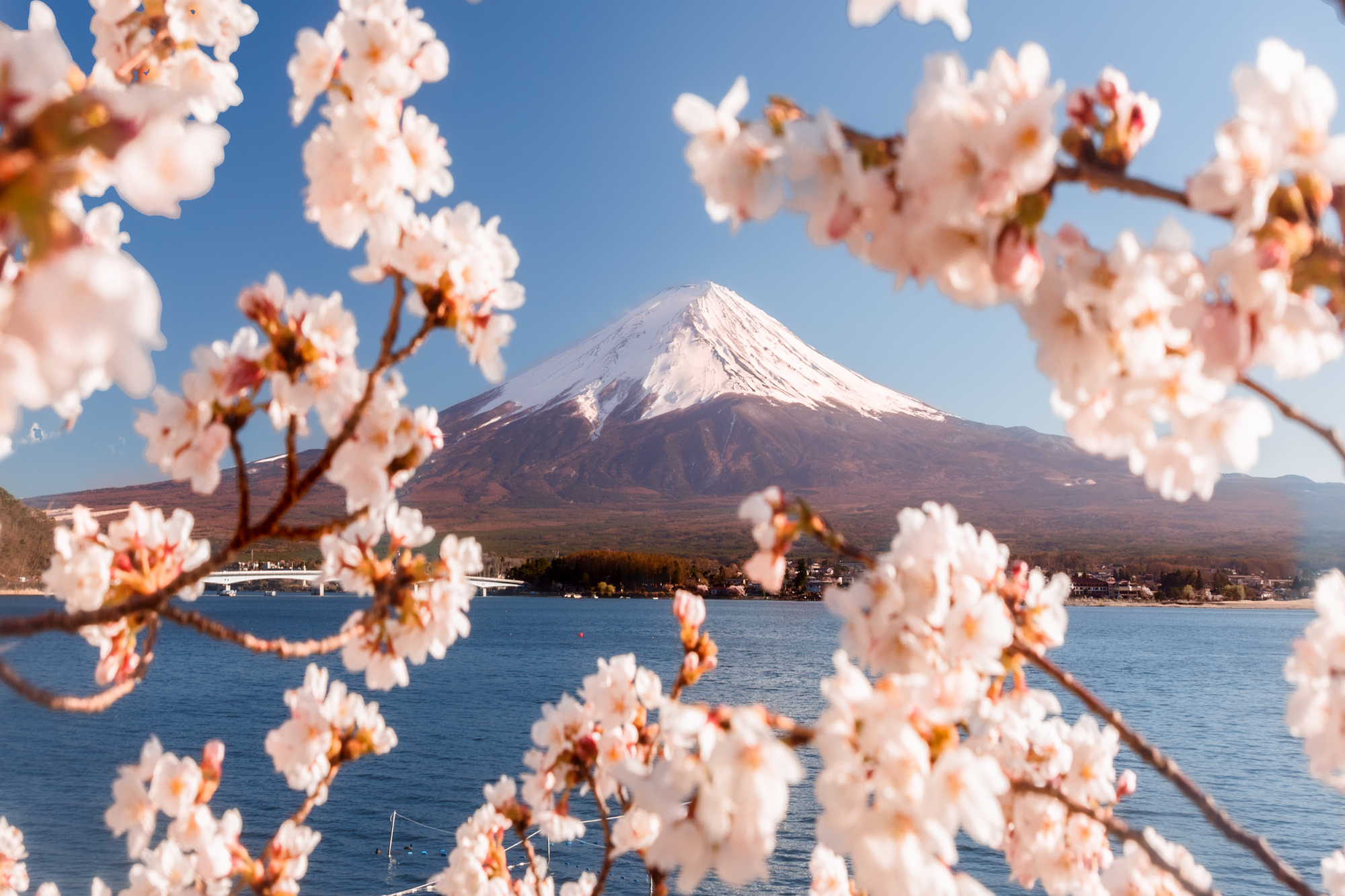 Mount Fuji with cherry blossom during sakura season